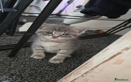 Mixed Breed cats for sale: 🐈‍⬛🐈4x kittens for sale 🐈‍⬛🐈 - Image 3