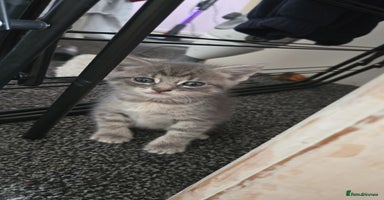 Mixed Breed cats - Advert 9