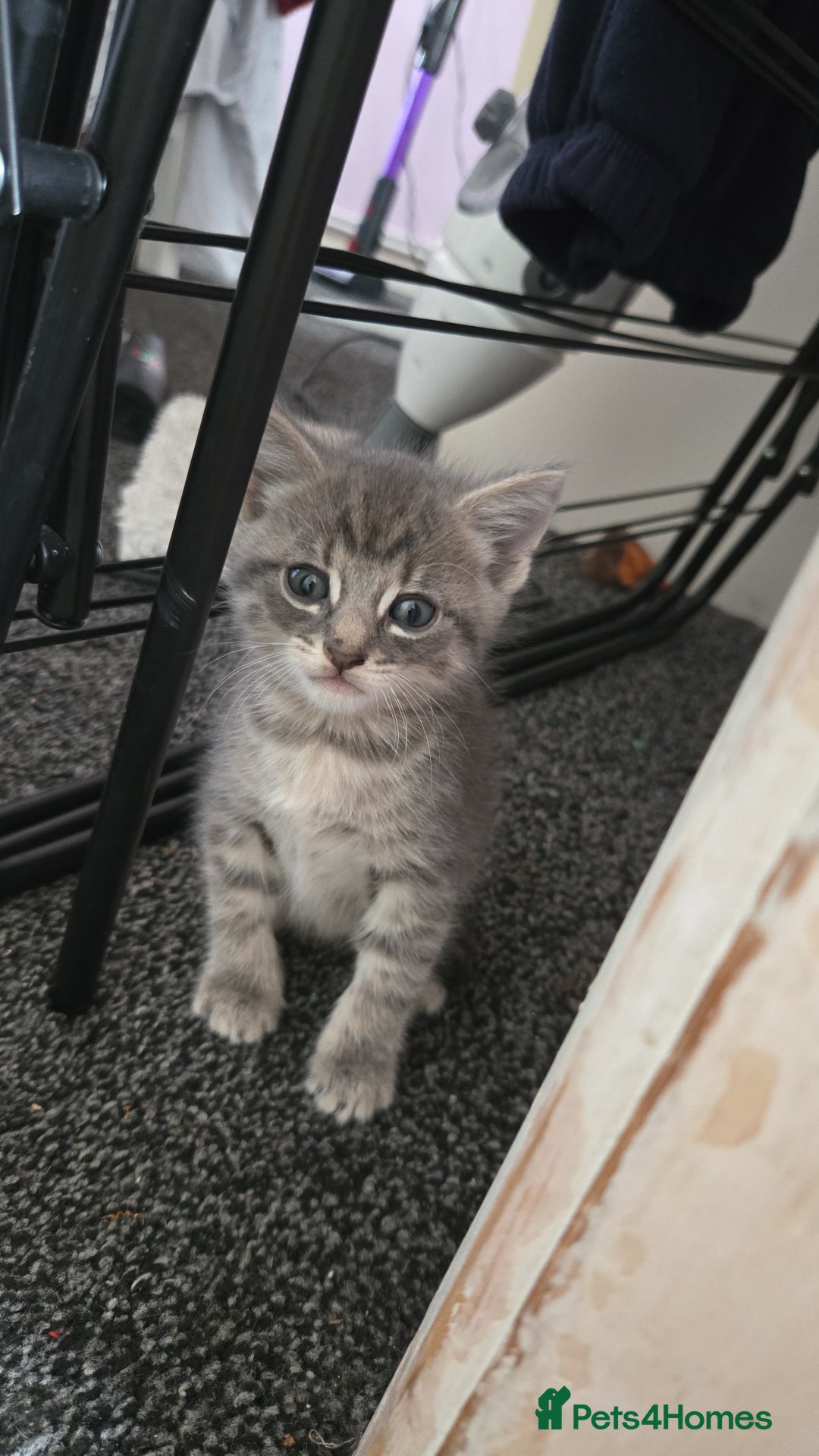 Mixed Breed cats for sale: 🐈‍⬛🐈4x kittens for sale 🐈‍⬛🐈 - Image 3