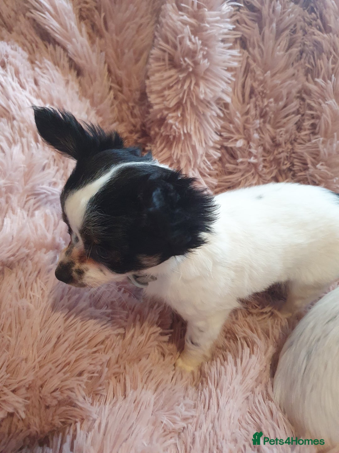 Chihuahua dogs for sale: Tri coloured longcoat apple head - Image 6