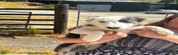 Border Collie dogs for sale: Border collie  - Advert 3