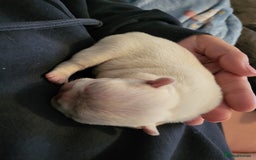 French Bulldog dogs for sale: Female White french bulldog - Image 8