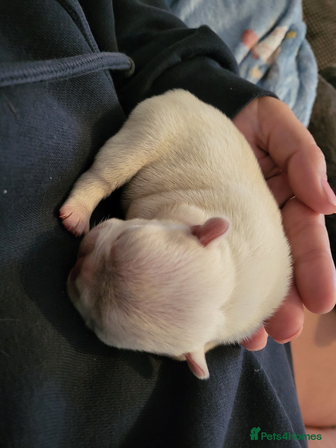 French Bulldog dogs for sale: Female White french bulldog - Image 8