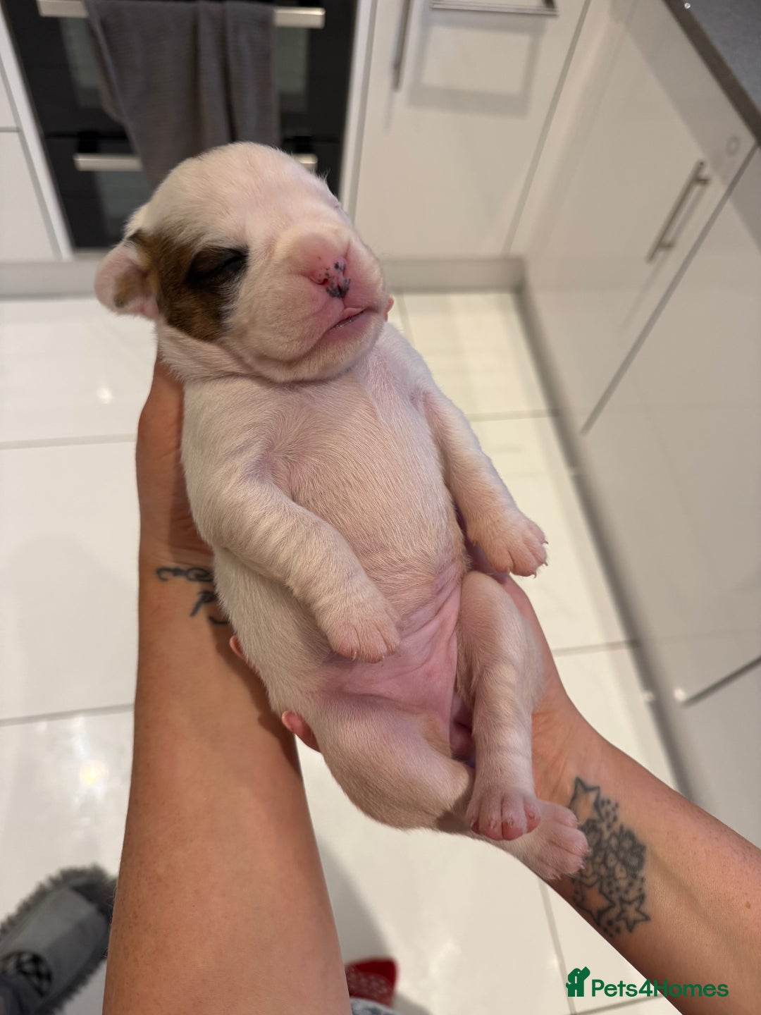 Boxer dogs for sale: 4 CHAMP BLOODLINE CHUNKY BOXER PUPS, bobtail/tail - Advert 9