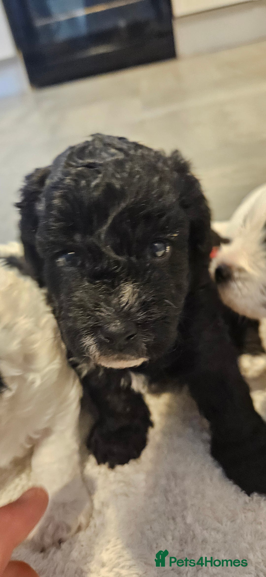 Cavapoo dogs for sale: My Beautiful  girl has had her 1st and only litter - Image 2