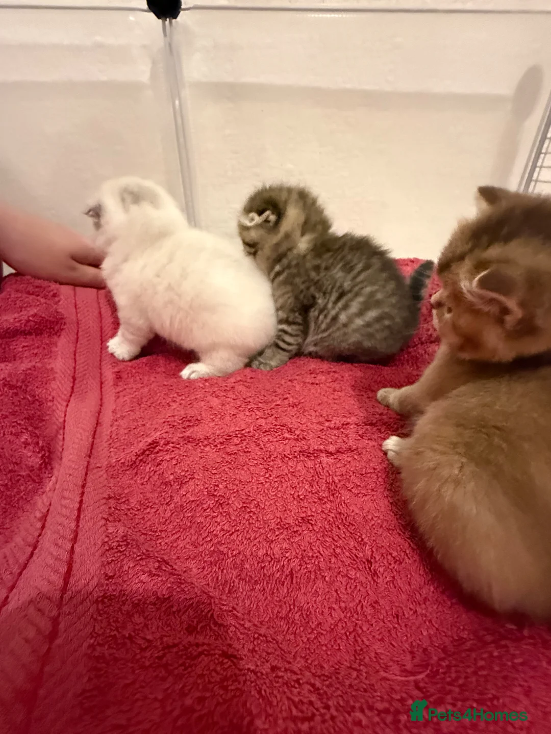 Scottish Fold cats for sale: 3 Adorable female kittens 🩷🩷🩷 - Advert 13