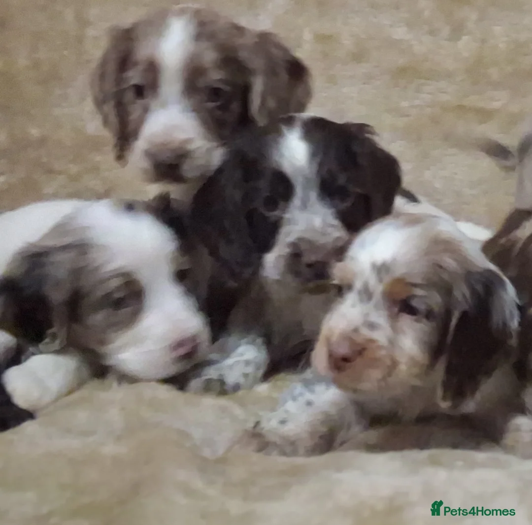 Cocker Spaniel dogs for sale: Cocker spaniel puppies - Advert 13