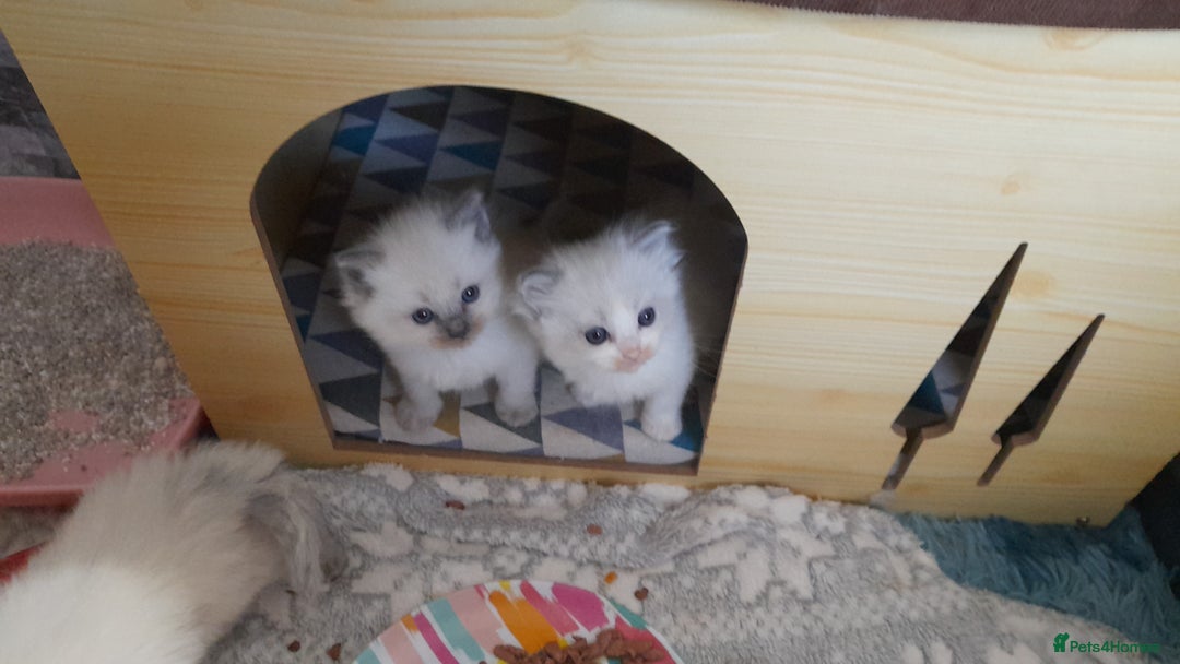 Ragdoll cats for sale: Stunning ragdolls - Advert 4