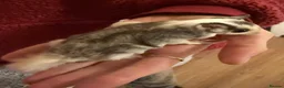 Sugar Glider rodents for sale: Tame sugar glider baby - Advert 8