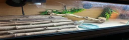 Bearded Dragon reptiles for sale: Bearded dragon looking for a loving home in Southampton - Advert 4