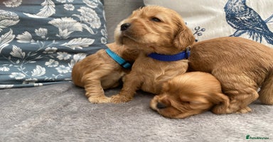 Cocker Spaniel dogs - Advert 14