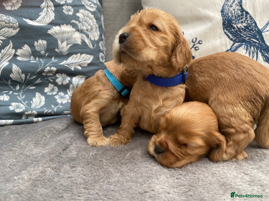 Cocker Spaniel dogs for sale: KC Reg Show Type Golden Cocker Spaniel puppies - Image 3