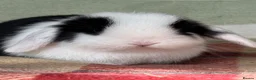 Mini Lop rabbits for sale: Gorgeous pure Mini lop babies in Llandysul - Advert 1