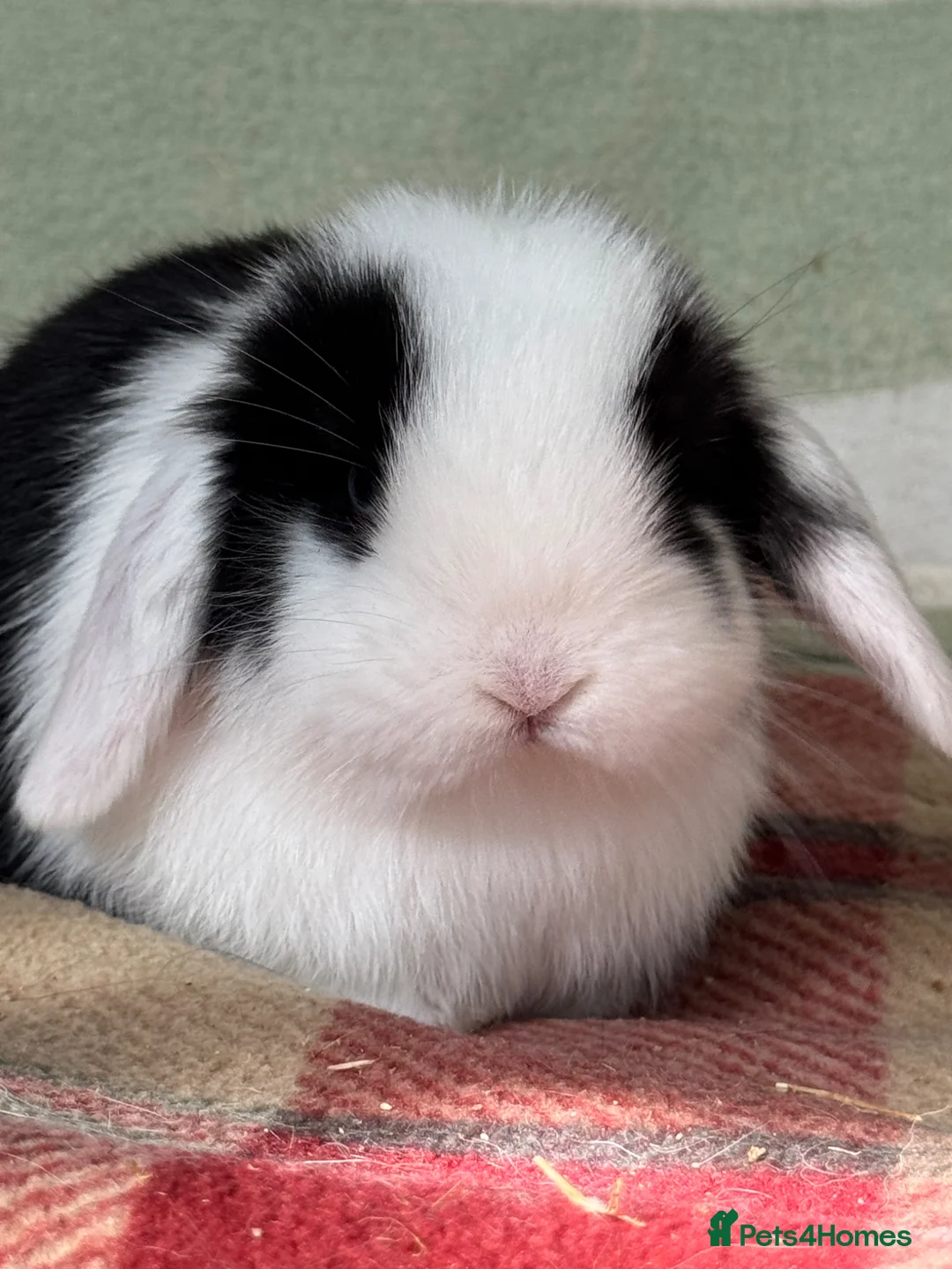 Mini Lop rabbits for sale: Gorgeous pure Mini lop babies in Llandysul - Advert 1
