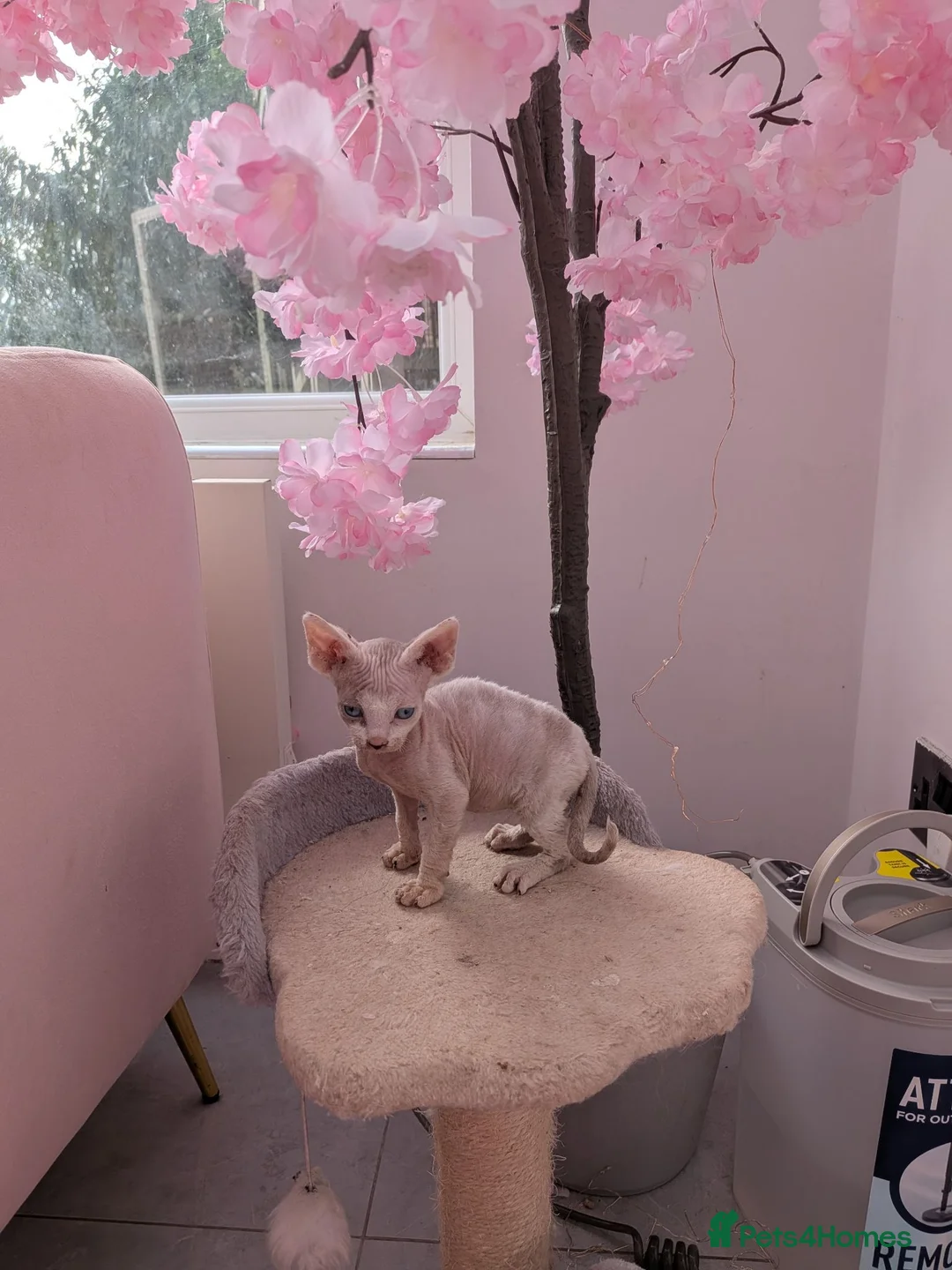 Sphynx cats for sale: 4 spynx kittens - Advert 15