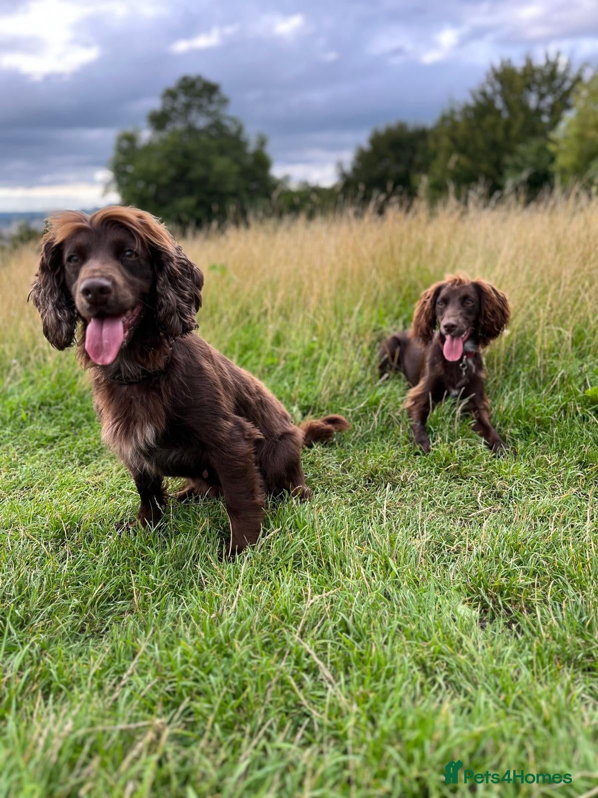 Cocker Spaniel dogs Gorgeous working cocker spaniel pups. 2 left.  - Advert 2