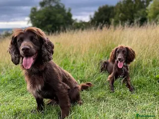 Cocker Spaniel dogs Gorgeous working cocker spaniel pups. 2 left. - Advert 2