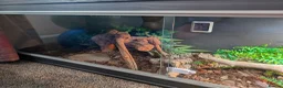 Corn Snake reptiles for sale: Corn Snake  - Advert 3