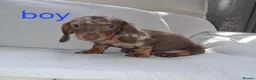 Miniature Dachshund dogs for sale: Minature daschunds puppys  in Ferndown - Advert 2