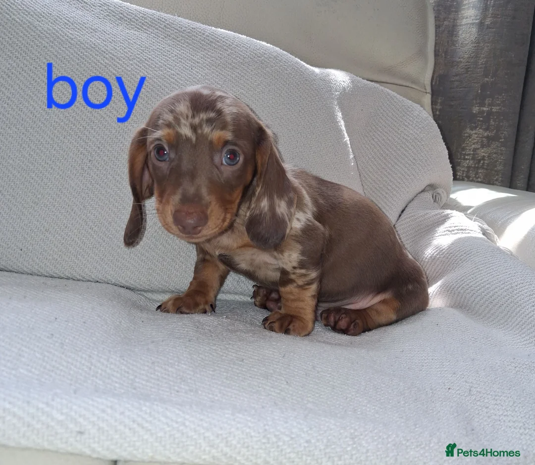 Miniature Dachshund dogs for sale: Minature daschunds puppys  in Ferndown - Advert 2