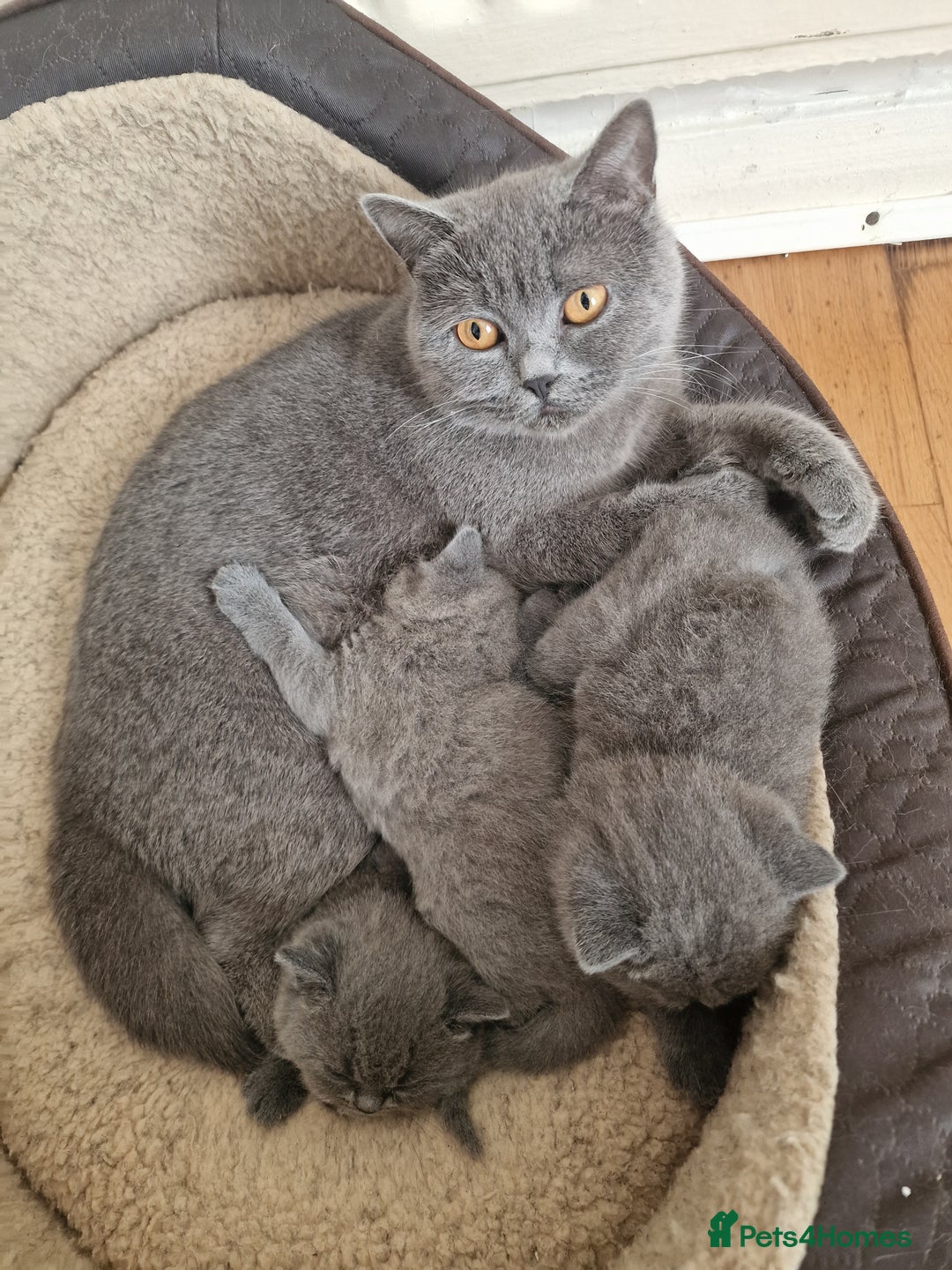 British Shorthair cats for sale: British shorthair kitties for sale - Advert 10
