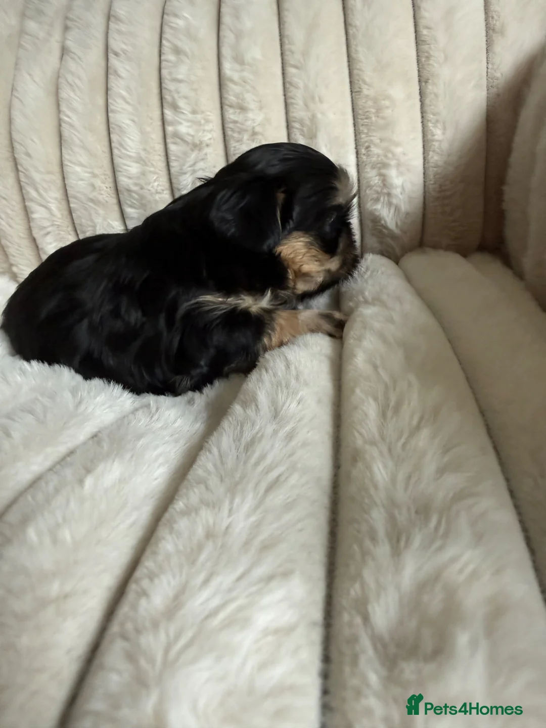Shih Tzu dogs for sale: Imperial Shih Tzu puppies  - Advert 2