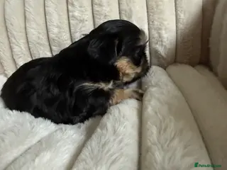 Shih Tzu dogs Imperial Shih Tzu puppies - Advert 15