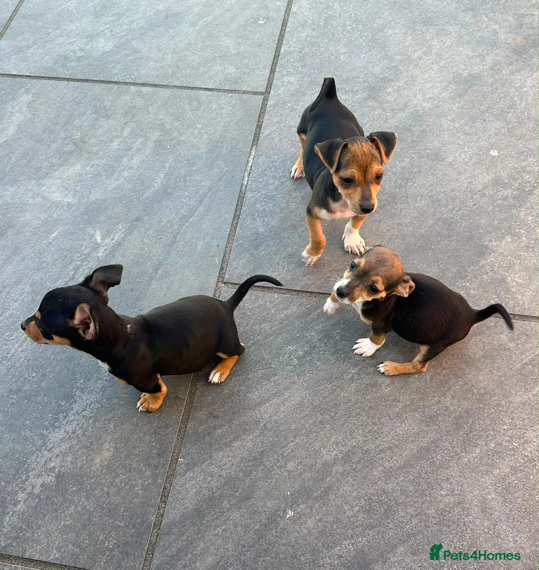 Jack Russell dogs for sale: Jack Russell Puppies in Malmesbury - Advert 5