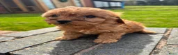 Cavapoo dogs for sale: Special Red F1 Cavapoo Puppies KC Parents DNA Test - Advert 14