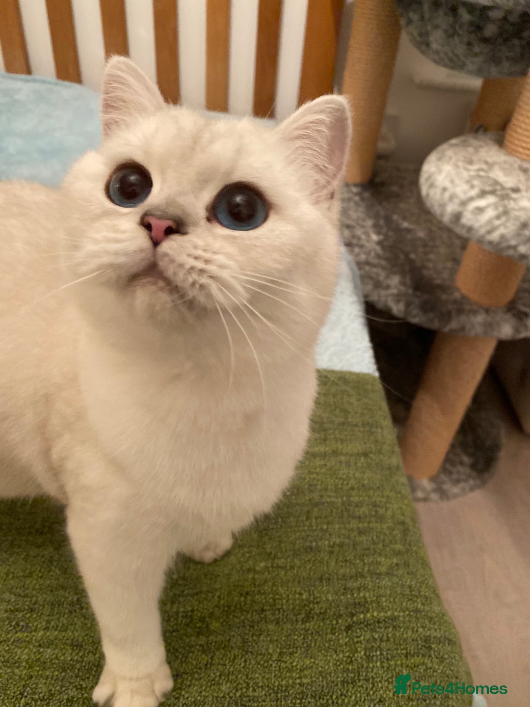 British Shorthair cats for sale: Stunning Silver Point Pedigree Girl - Image 4