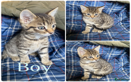 Mixed Breed cats for sale: Beautiful kittens  - Image 8