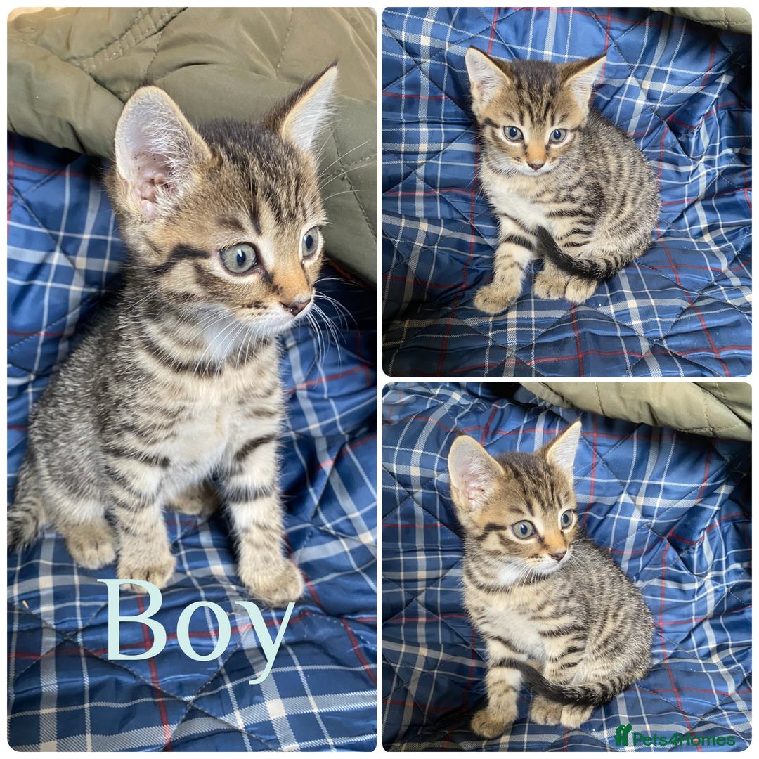 Mixed Breed cats for sale: Beautiful kittens  - Image 8