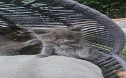 Persian cats for sale: Very beatifull perian kittens - Image 7