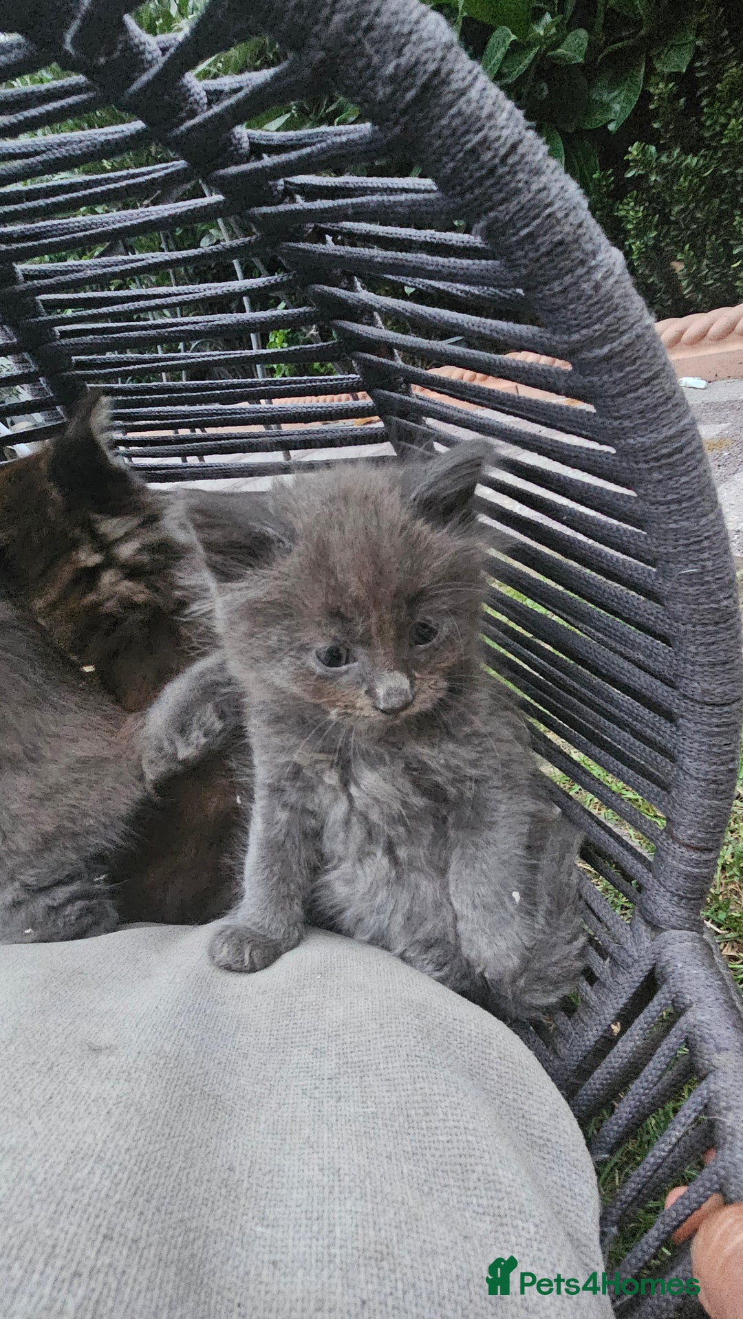 Persian cats for sale: Very beatifull perian kittens - Image 7