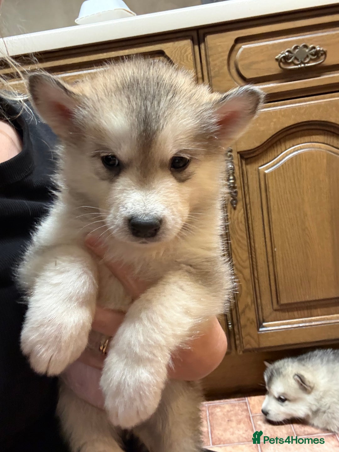 Alaskan Malamute dogs for sale: K.C registered Quality Alaskan Malamute puppies - Advert 20