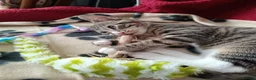 Mixed Breed cats for sale: A little boy looking for a new home - Advert 6