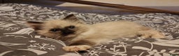 Ragdoll cats for sale: Ragdoll kittens ready for a new home! - Advert 3