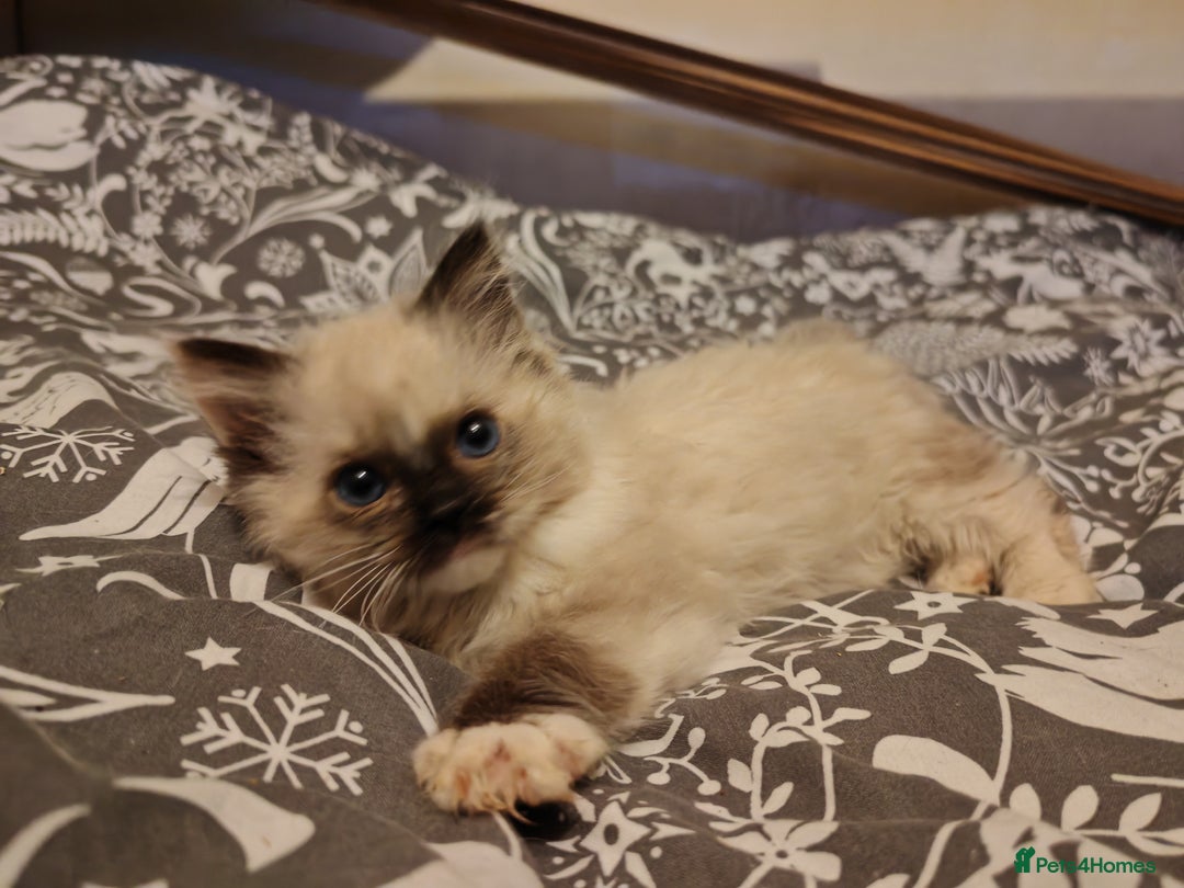 Ragdoll cats for sale: Ragdoll kittens ready for a new home! - Advert 3