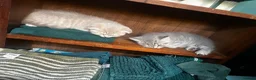 Scottish Fold cats for sale: ✨ Beautiful TICA babies Fold & Straight ✨  - Advert 16