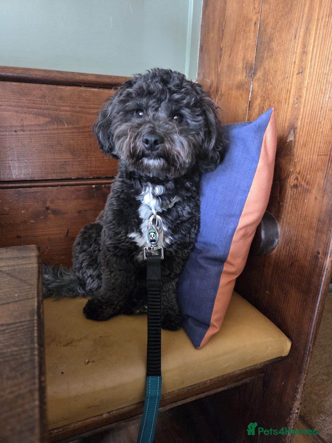 Shihpoo dogs for sale: F2 shihpoo puppies. - Image 6