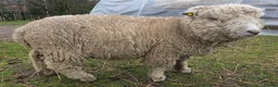 Sheep livestock for sale: Pedigree Ryelands in Macclesfield - Advert 3