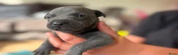 Staffordshire Bull Terrier dogs for sale: Most Friendly Staffy’s & Great Personality  in Aylesbury - Advert 4