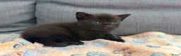 British Shorthair cats for sale: Pedigree British Shorthair Kittens – Ready May - Advert 12