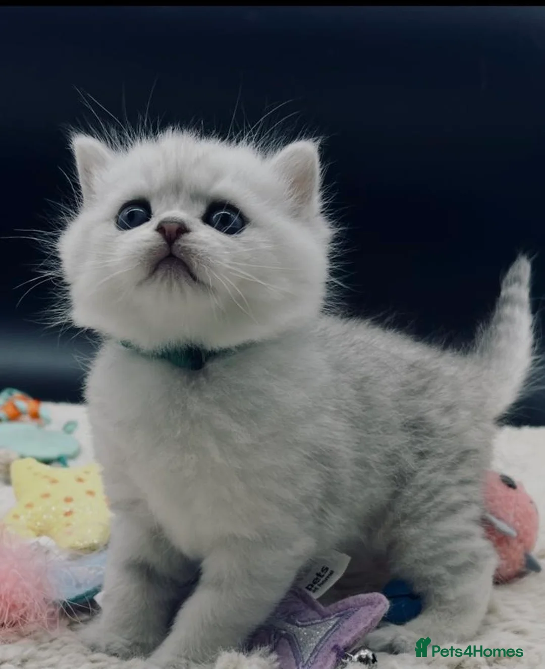 Scottish Fold cats for sale: TICA-Registered Scottish Straight/Fold Kittens - Advert 1