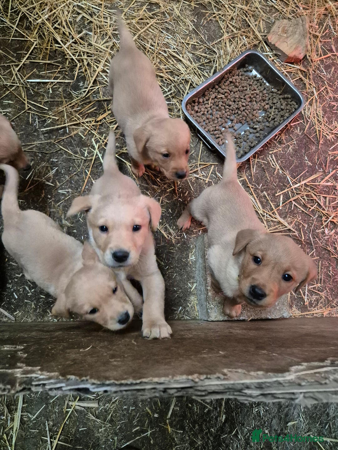 Labrador Retriever dogs for sale: KC Reg Labrador Pups  - Advert 2