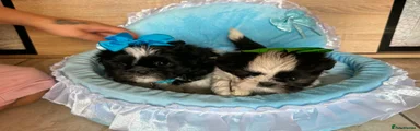 Shih Tzu 1