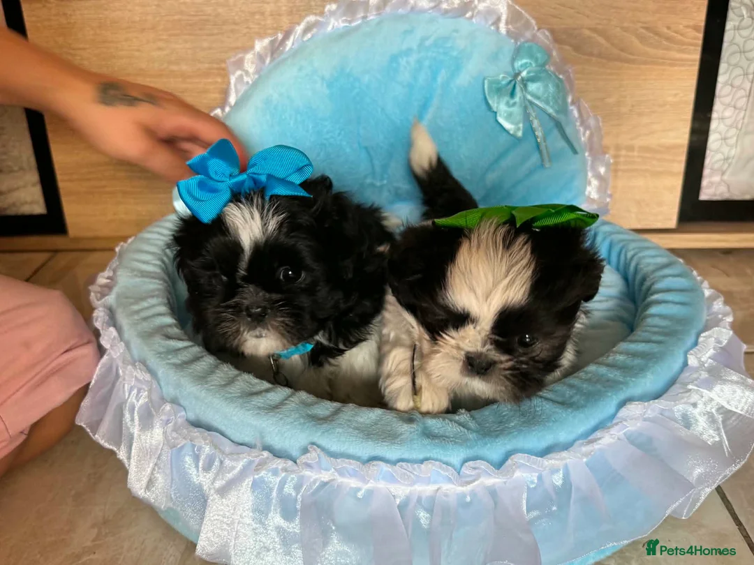 Shih Tzu dogs for sale: Two beautiful shihtzu - Advert 6