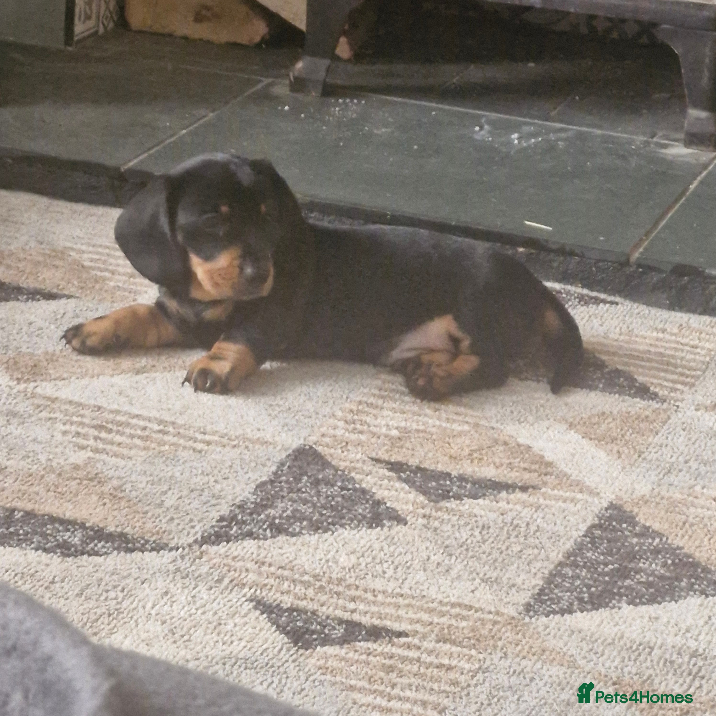Dachshund dogs Dashund black and tan - Advert 9