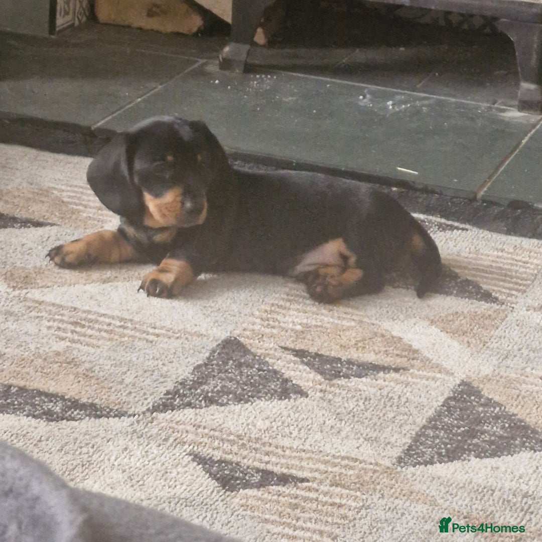 Dachshund dogs for sale: Dashund black and tan - Advert 1