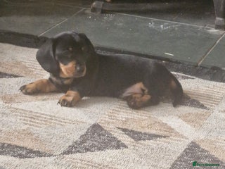 Dachshund dogs Dashund black and tan - Advert 9
